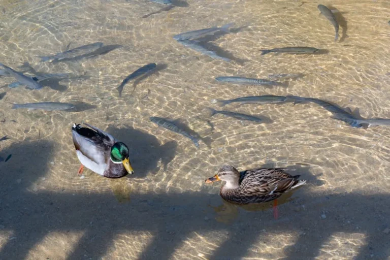 Fishduck Review: What It Is, Features, Safety, and Alternatives